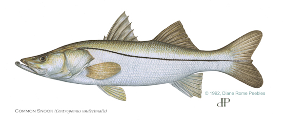 Florida Fish and Wildlife Commission asks anglers to help researchers when the Florida Atlantic Coast Snook season reopens February 1, 2020.