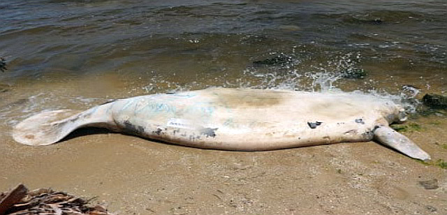 An Unusual Manatee Mortality Event occurred in the Indian River lagoon in 2021.