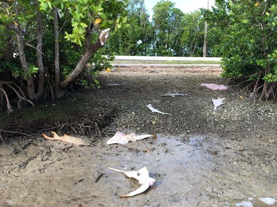 NOAA's Office of Law Enforcement is conducting an investigation involving the deaths of six critically endangered smalltooth sawfish in Everglades City, Fla.