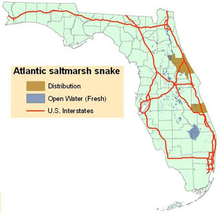 Atlantic salt marsh snake (Nerodia clarkii taeniata) map