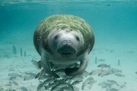 Indian River Lagoon manatees are starving to death at an alarming rate due to an interruption of their natural migration that causes over-population and the depletion of seagrass.
