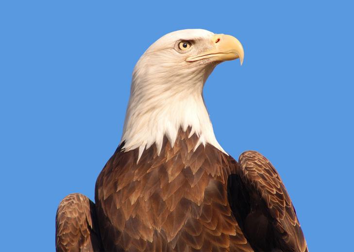 Bald eagles around the U.S. are contracting the bird flu