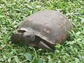 Gopher tortoise 003.jpg