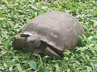 Florida Gopher Tortoise