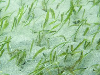 Johnson's Sea Grass in the Indian River Lagoon