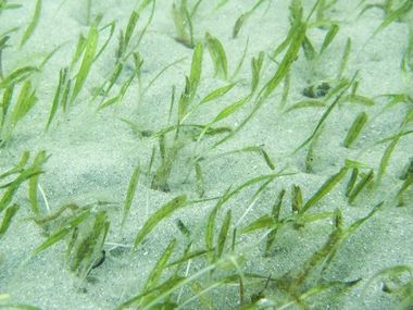 Johnson's Seagrass - Indian River Lagoon Project