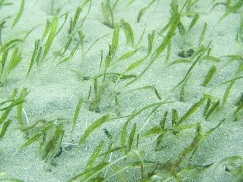 Johnson's Sea Grass in the Indian River Lagoon