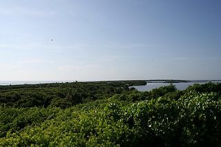 View of Mosquito Lagoon from Turtle Mound