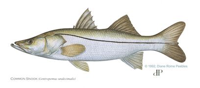 Fish-common-snook.jpg