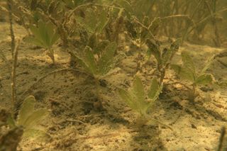 Johnson's Seagrass - Indian River Lagoon Project