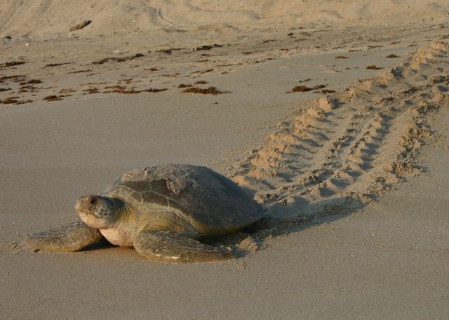 Florida Fish and Wildlife Conservation Commission (FWC) is reminding beachgoers that they can help protect nesting sea turtles by practicing some simple tips.