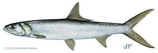 Ladyfish (Elops saurus)