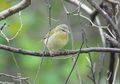 Bird tennessee warbler.jpg