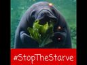 YouTube Video: Florida Manatee - Stop the Starve Videos
