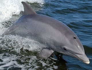 Dolphin in the Banana River