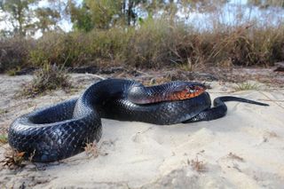 Eastern indigo snake in typical sandy pine flatwood habitat.