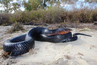 Eastern indigo snake 01.jpg