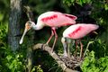 Roseate spoonbill couple McCarthy.jpg