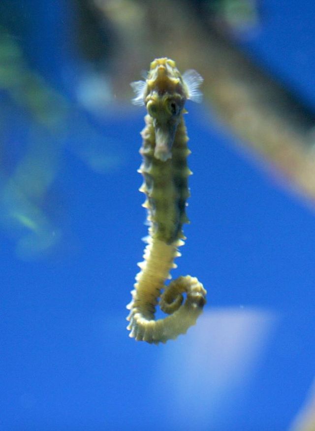 Seahorse Feeding Program