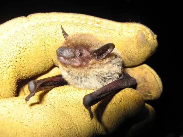 Removal of Florida bat colonies must be completed before the maternity season starts on April 15. Bat exclusions are illegal during the maternity season, which runs through August 15.