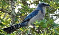 Fauna-scrub-jay.jpg