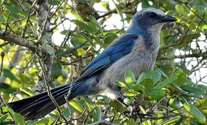 Fauna-scrub-jay.jpg