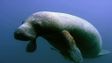 Story Map: Manatee Field Guide Story Map