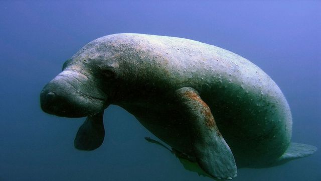 NOAA declares Unusual Mortality Event as 11% of Florida's east coast manatee population expires in the Indian River Lagoon National Estuary.