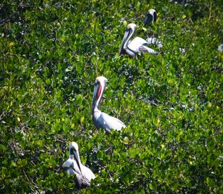 Rare red-beaked Brown pelican roosting in mangroves.