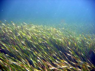 Turtle seagrass image