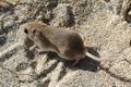 Southeastern beach mouse dunes.jpg