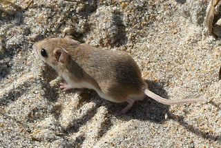 Southeastern beach mouse (Peromyscus_polionotus_niveiventris)