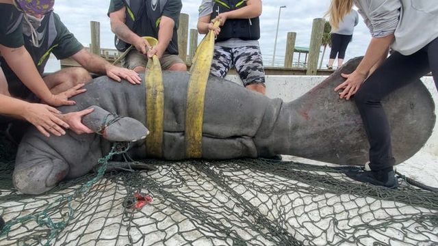 Indian River Lagoon manatees are dying with nothing in their stomachs, because there is nothing for them to eat.