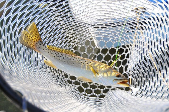 The Florida Fish and Wildlife Conservation Commission (FWC) made changes to Spotted seatrout regulations after reviewing stock assessments and gathering input from anglers.