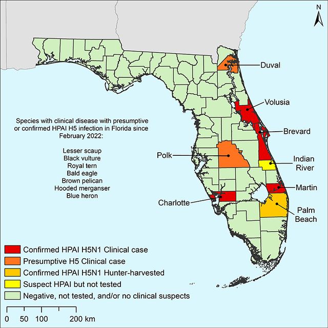 Florida Fish and Wildlife Conservation Commission has been notified by the National Veterinary Services Laboratory of confirmed cases of Highly Pathogenic Avian Influenza (HPAI) strain: H5 2.3.4.4 in avian species.