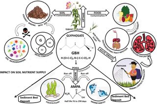 Glyphosate Infographic