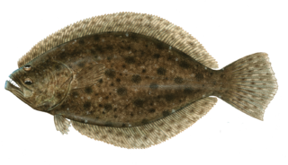 Southern flounder (Paralichthys lethostigma)