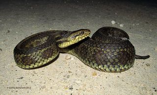 Gulf salt marsh snake (Nerodia clarkii clarkii)