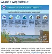 Link-screenshot-understanding-living-shorelines.jpg