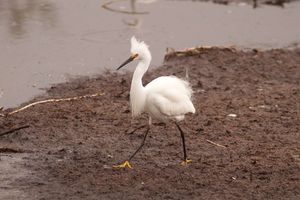 News-merritt-island-national-wildlife-refuge-update.jpg