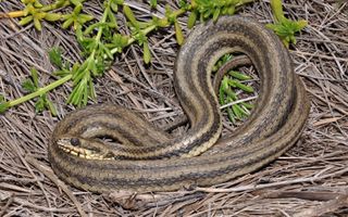 Atlantic salt marsh snake (Nerodia clarkii taeniata)