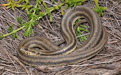 Atlantic salt marsh snake.jpg