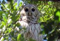 Barred owl 001.jpg