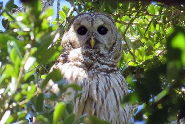 Barred Owl in the Merritt Island National Wildlife Refuge