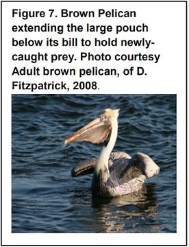 Smith-fig7-brown-pelican.jpg