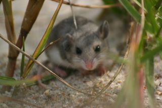 Southeastern beach mouse (Peromyscus_polionotus_niveiventris) juvenile.