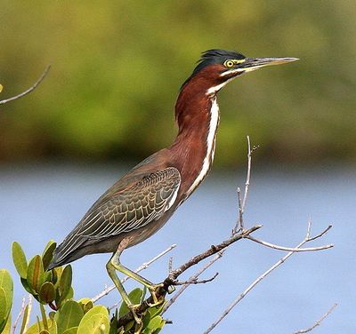 Fauna-green-heron.jpg