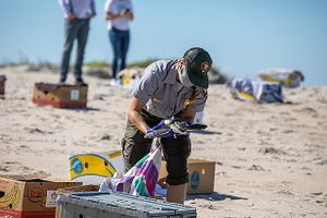 CNS sea turtle rescue.jpg