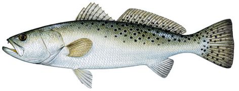 Spotted sea trout.jpg