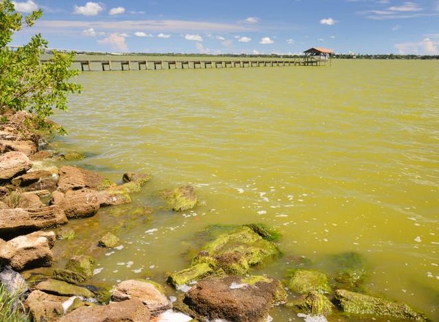 Tiny single-celled algae have begun to cast a huge pea-soup green shadow over the Indian River Lagoon, setting the stage for a repeat of the massive fish kill four years ago, when dead sea life fouled canals and choked the lagoon during a smelly summer of environmental chaos.